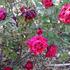 Paul Bunyan rose photo