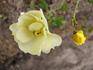 Aspen rose photo