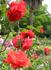 Delbard's Orange Climber rose photo