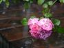 Happy Trails rose photo