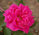 Ovid rose photo