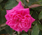 Ovid rose photo