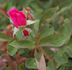 Ovid rose photo