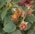 Ovid rose photo