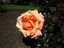 High Sheriff rose photo