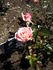 Suzy rose photo