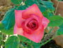 Love's Kiss rose photo