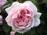 Everblooming Moss rose photo
