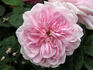 Everblooming Moss rose photo