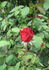 Eagle ® rose photo