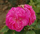 Triomphe de Caen rose photo