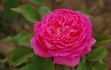 Triomphe de Caen rose photo