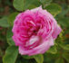 Triomphe de Caen rose photo