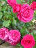 Valerie Jeanne rose photo