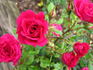 Valerie Jeanne rose photo