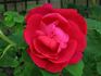 Coruscans rose photo
