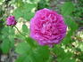 Bacchante rose photo