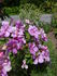 Mateo's Silk Butterflies rose photo
