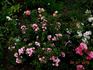 Ashamed Fairy rose photo
