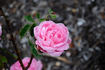 Baronne Nathaniel de Rothschild rose photo