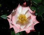 Little Muff rose photo