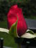 Dizzy Heights rose photo