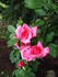 Prima Donna ™ rose photo