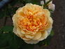 Apricot Impressionist ™ rose photo