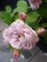 Stotzheim rose photo