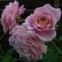 Stotzheim rose photo