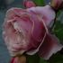 Stotzheim rose photo
