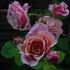 Stotzheim rose photo