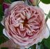 Stotzheim rose photo