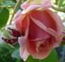 Stotzheim rose photo