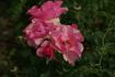 Calliope rose photo