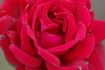 Hot Point rose photo