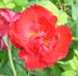 Bengale Rouge rose photo