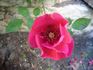 Mornine rose photo