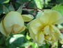 Daybreak rose photo