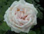 Helena Renaissance rose photo