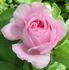Her Majesty rose photo