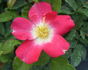 Laurent Nicolas rose photo