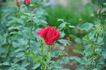Chiyo rose photo