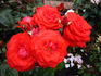 Reba McEntire rose photo