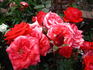 Reba McEntire rose photo