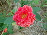 Catalònia rose photo