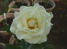 Charmant ® rose photo