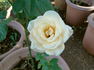 Charmant ® rose photo
