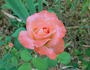Corina rose photo