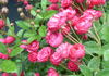 Rote Gabrielle Privat rose photo